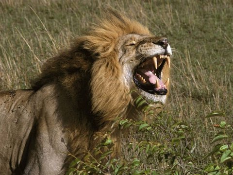 Lion mauls 5-year-old boy to death in Gujarat
