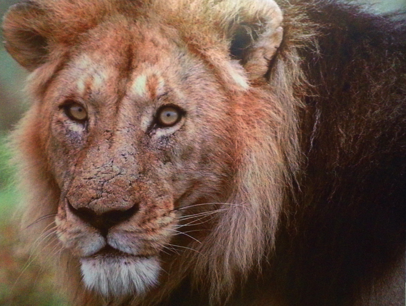 Girnar Nature Safari to remain shut for visitors during 11-15 Nov