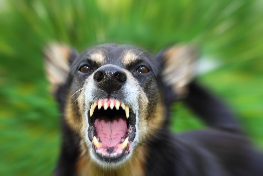 Stray dog menace: Woman mauled by pack of 15 in Surat; toddler killed in Surendranagar