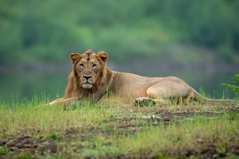 World Lion Day 2025 marked with Mega Wildlife Conservation Drive at Barda Wildlife Sanctuary